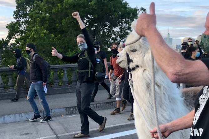 Caesar the therapy llama joined a Black Lives Matter protest in Portland: PA