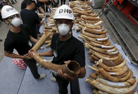 Officials hold confiscated elephant tusks before destroying the ivory at the Department of National Parks, Wildlife and Plant Conservation, in Bangkok, Thailand, August 26, 2015. REUTERS/Chaiwat Subprasom