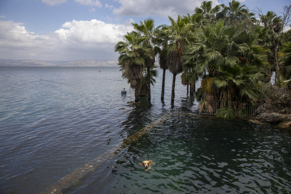 In this Saturday, April 25, 2020 photo, a dog swims in the water as trees stand where dry land was in the Sea of Galilee, locally known as Lake Kinneret. After an especially rainy winter, the Sea of Galilee in northern Israel is at its highest level in two decades, but the beaches and major Christian sites along its banks are empty as authorities imposed a full lockdown. (AP Photo/Ariel Schalit)
