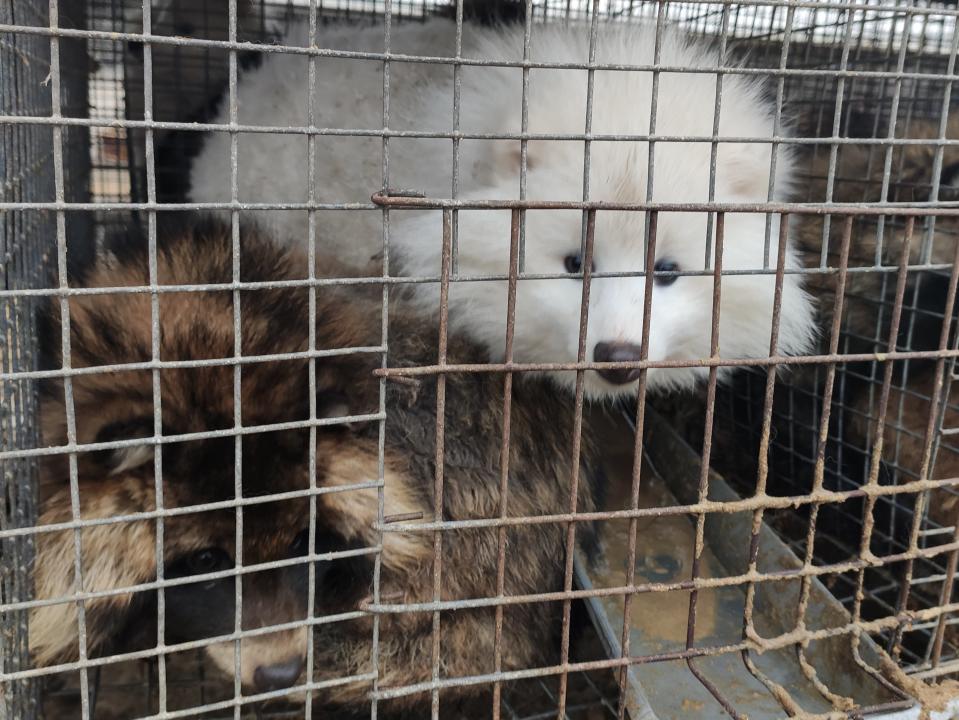 Caged fox being bred for fur in Asia