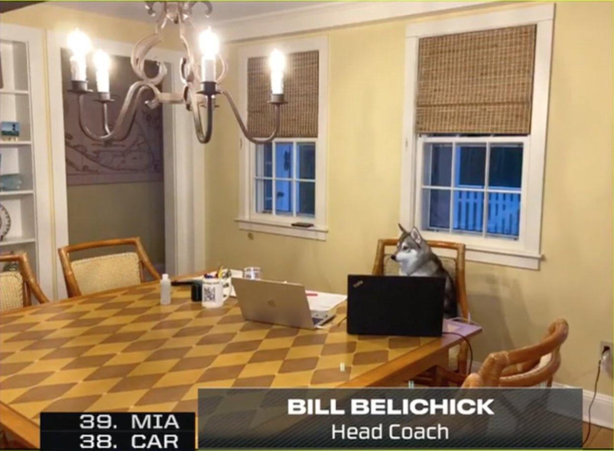 Hello, yes, this is Dog Belichick. (NFL via ESPN)