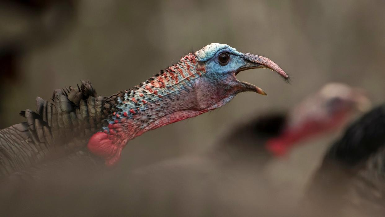 Close up on a tom turkey gobbling, with another tom in the background.