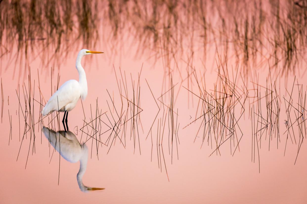 Great Egret