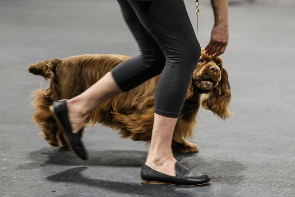 Champion Stonecroft Watter O'Clyde, CGC TKN and his Handler/Owner Samantha Gibson, 43, of Ferndale practice their routine going into the ring at Sportsmen's Dog Training Club of Detroit in Warren on Monday, April 29, 2024. Clyde, a Sussex spaniel, won the lottery to attend the Westminster Kennel Club dog show this year.
