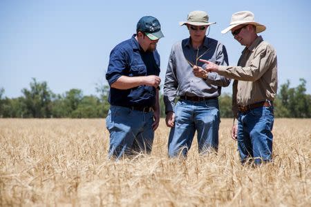 An Australian farmer (L) stands in a field of Kebari barley with researchers Crispin Howitt (C) and Malcolm Blundell from Australia's Commonwealth Scientific and Industrial Research Organisation in Cowra, Australia, November 30, 2015. REUTERS/CSIRO/Handout via Reuters