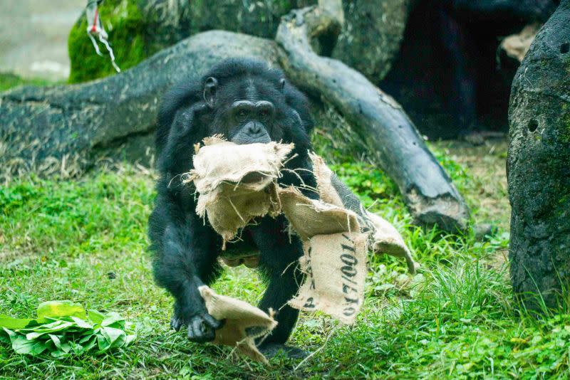 &#x0025b2;&#x009ed1;&#x007329;&#x007329;&#x0096d9;&#x00624b;&#x0062b1;&#x006eff;&#x00798f;&#x00888b;&#x00ff0c;&#x006eff;&#x008f09;&#x00800c;&#x006b78;&#x00958b;&#x005fc3;&#x0056de;&#x005bb6;&#x003002;&#x00ff08;&#x005716;&#x00ff0f;&#x0053f0;&#x005317;&#x005e02;&#x007acb;&#x0052d5;&#x007269;&#x005712;&#x00ff09;