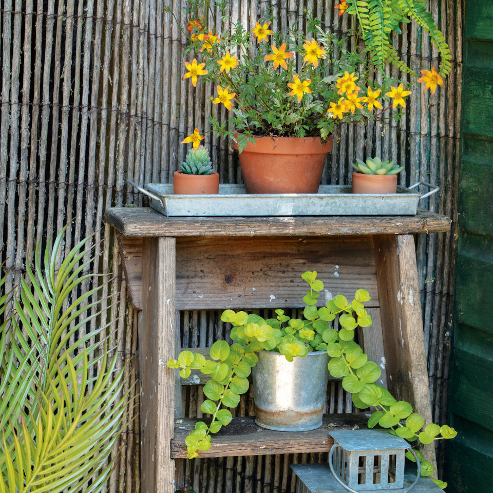 Turn an old stepladder into a plant stand