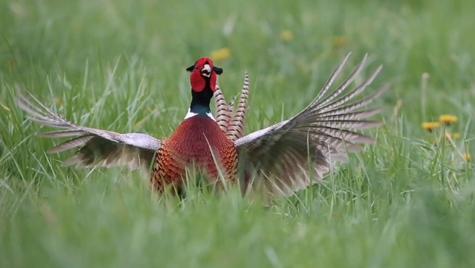 A male ring-necked pheasant crows and flaps his wings as a means to defend his territory against other male pheasants and to attract female pheasants.