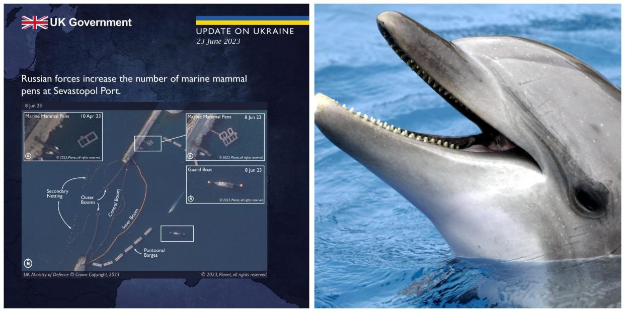 A composite image showing the UK MOD's update and a dolphin.