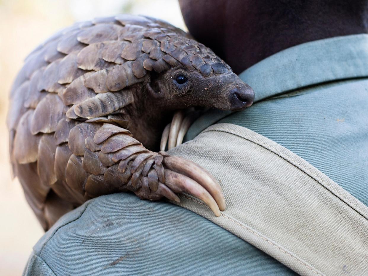 All eight species of pangolin are threatened by poaching, due to the demand for their scales and meat: Getty Images