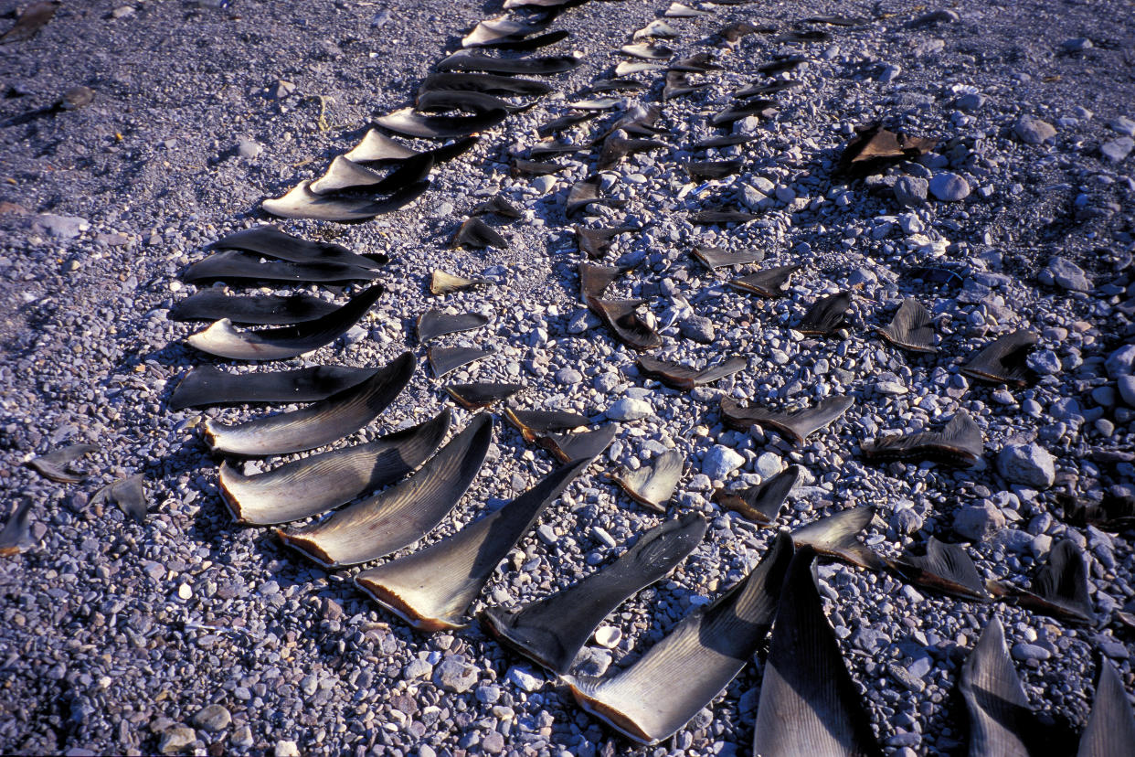 Shark finning camp, Sea of Cortez, Mexico. (Photo by: Mark Conlin/VW PICS/UIG via Getty Image)