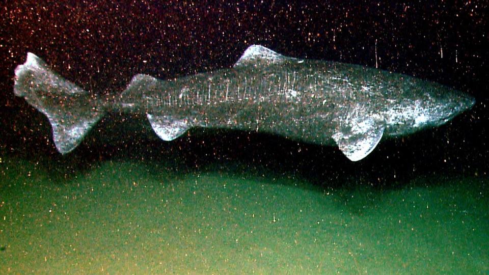 Greenland sharks alive today could feasibly have already been swimming through the depths of the ocean during the time of William Shakespeare as they can live for over 400 years (NOAA)