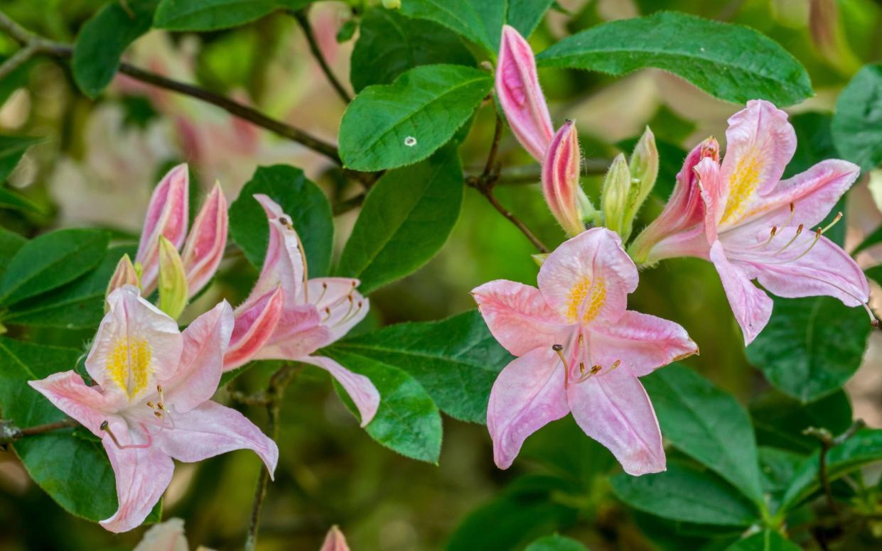 Rhododendrons can suffer if hit by a hard frost after a mild spell