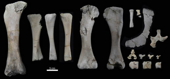 A collection of the bones of the baby dinosaur <i>Rapetosaurus krausei</i>, which stood about the height of a golden retriever at the time of its death.