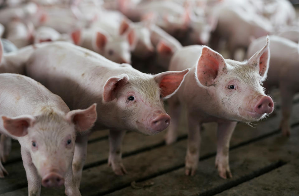 U.S.-China trade tensions are impacting the pork production industry. Courtesy: REUTERS/Ben Brewer