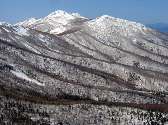 Rippling hills of oak dotted with pine in the Sikhote-Alin Reserve mean one thing: excellent wild-boar habitat. These animals survive the winter owing to the abundance of acorns and pine nuts in these forests, and this in turn ensures Amur tige