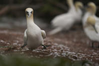A northern gannet walks along the edge of the colony on Bonaventure Island in the Gulf of St. Lawrence off the coast of Quebec, Canada's Gaspe Peninsula, Monday, Sept. 12, 2022. Experts say there's little question that global warming is reshaping the lives of northern gannets by driving fish deeper into cooler waters and sometimes beyond their reach. (AP Photo/Carolyn Kaster)