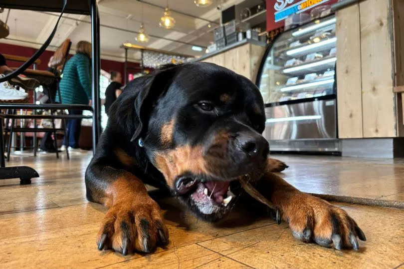 The rabbit treat was Bear's favourite