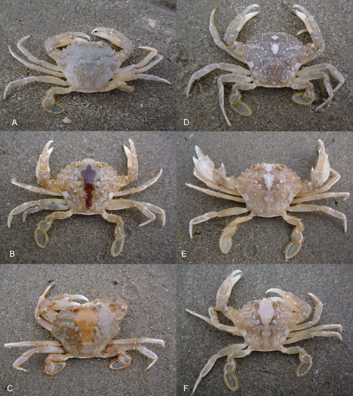 The crabs in Belgium had a variety of colors and markings, but all belong to the same new species.