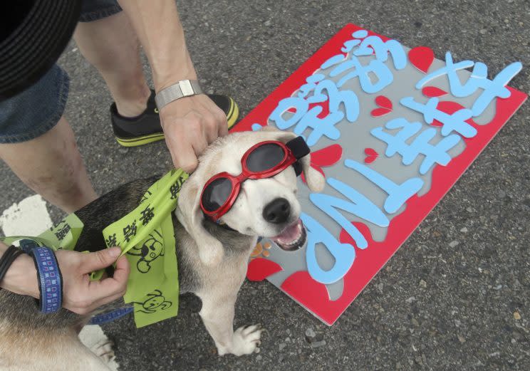 A dog with its owner on an an anti animal cruelty march in Taiwan (Rex)