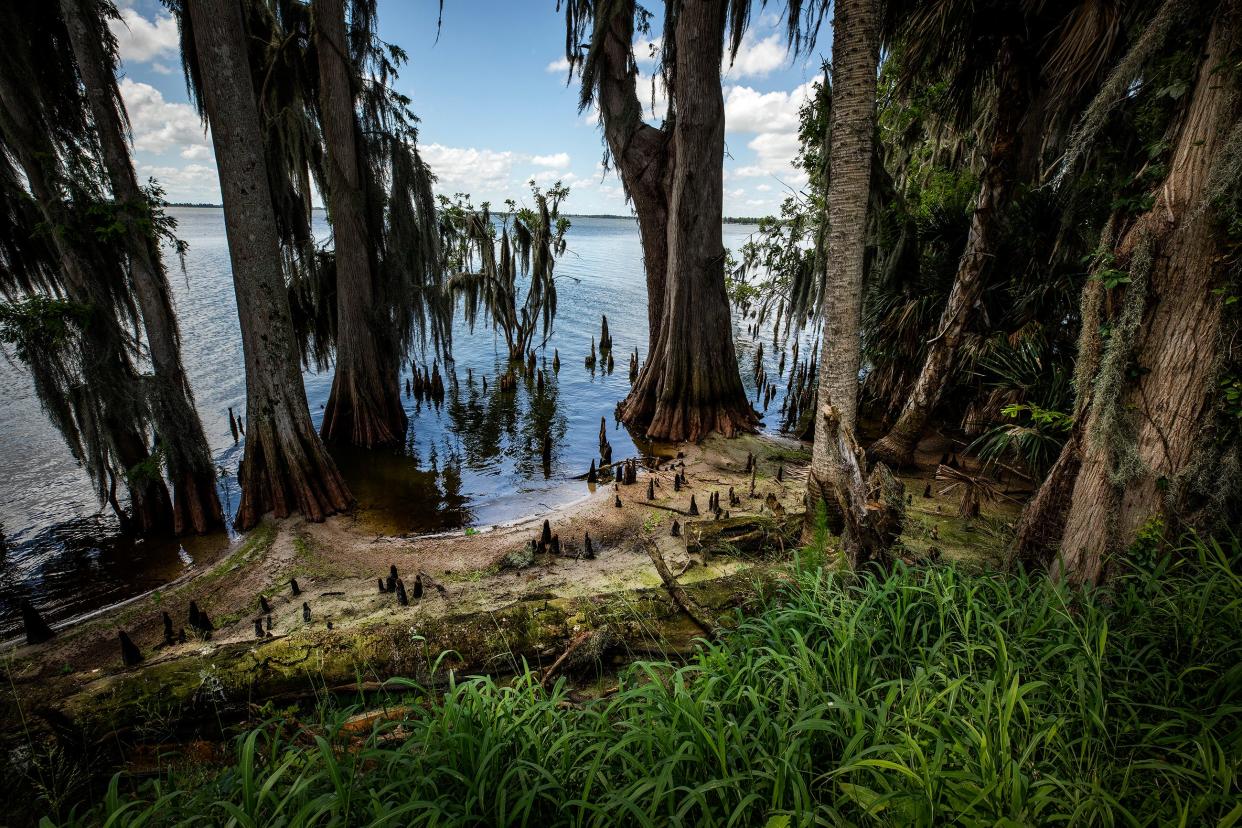 Water has begun to recede at Circle B Bar Reserve, but flooding from Lake Hancock continues to submerge some hiking trails, including Alligator Alley and Shady Oak, said Tabitha Biehl, Polk County’s Land and Water Natural Areas manager.