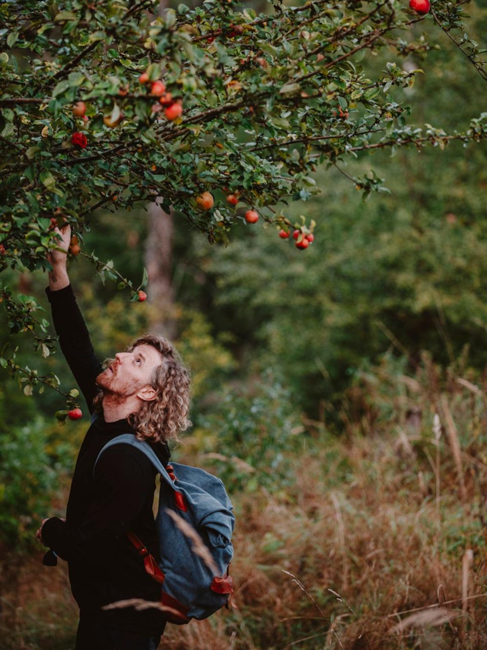 Avoid apples that have already fallen – the local wildlife can have those (Getty)