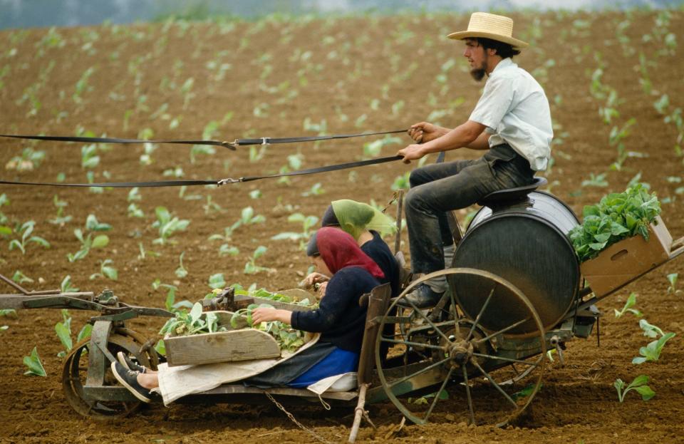 Amish farming in Pennsylvania in 1985.