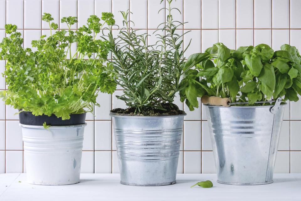 Fresh herbs Basil, rosemary and parsley in metal pots over kitchen table with white tiled wall at background.