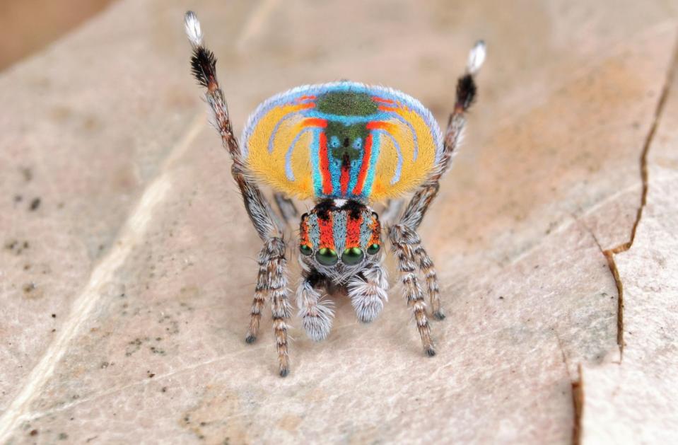 9) Coastal Peacock Spider