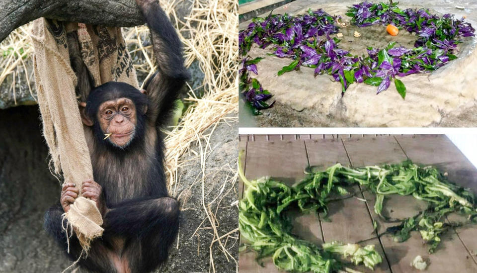 台北市立動物園非洲動物區的黑猩猩「娃智」近來發揮藝術家天賦，把不愛吃的食物擺成「圓形魔法陣」。（圖片來源：臉書專頁 Taipei Zoo 臺北市立動物園）