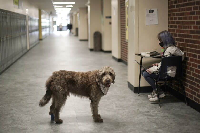 Wilson, a therapy dog, stands in a hallway at French Middle School, Wednesday, Nov. 3, 2021, in Topeka, Kan. The dog is one of the tools designed to relieve stresses faced by students as they return to classrooms amid the ongoing pandemic. (AP Photo/Charlie Riedel)