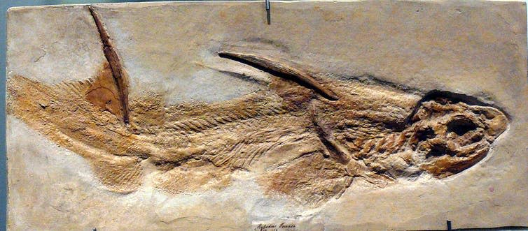 <span class="caption">A <em>Hybodus fraasi</em> fossil from Germany.</span> <span class="attribution"><a class="link " href="https://commons.wikimedia.org/wiki/File:Hybodus_fraasi_(fossil).jpg" rel="nofollow noopener" target="_blank" data-ylk="slk:Wikimedia commons;elm:context_link;itc:0;sec:content-canvas">Wikimedia commons</a>, <a class="link " href="http://creativecommons.org/licenses/by/4.0/" rel="nofollow noopener" target="_blank" data-ylk="slk:CC BY;elm:context_link;itc:0;sec:content-canvas">CC BY</a></span>