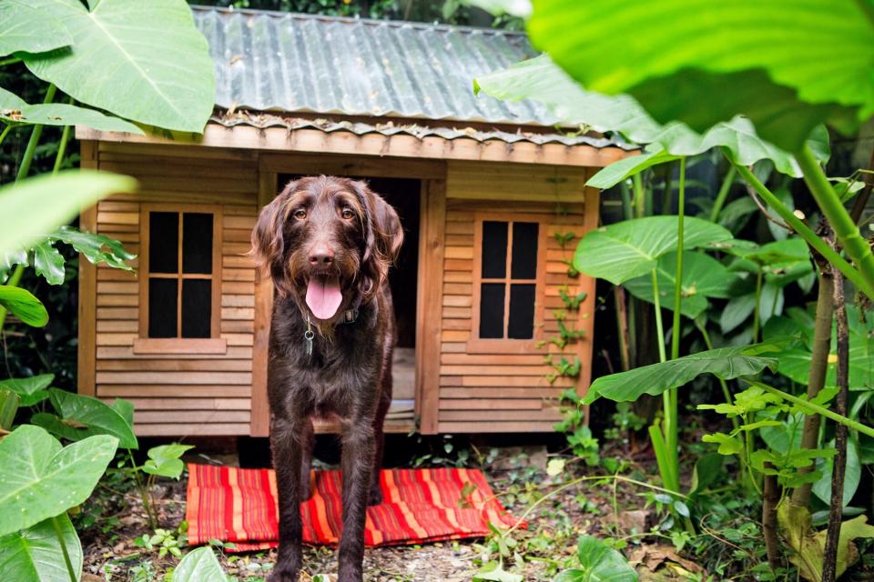 Beautiful dog standing in front a dog house with windows
