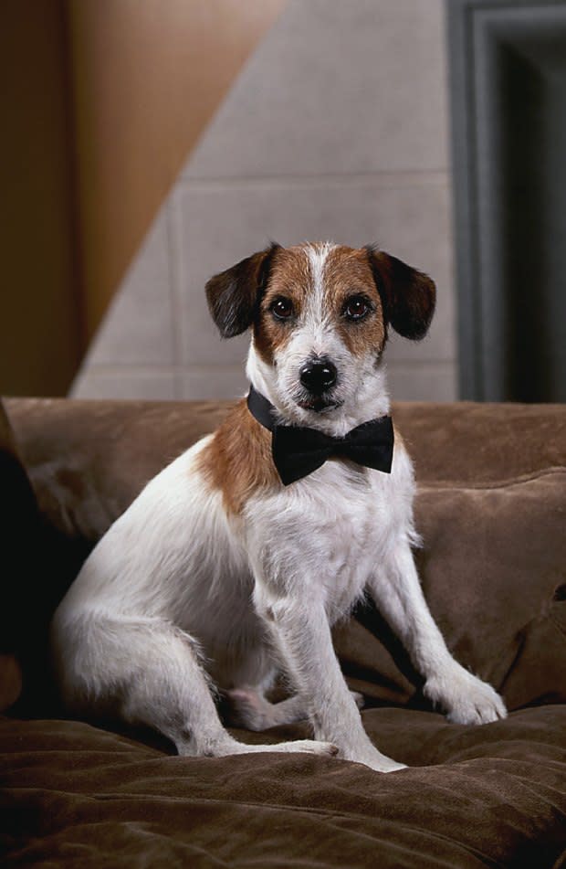 Moose, who played Eddie on 'Frasier.' He went on to "father" Moosie, whom Peri Gilpin adopted. <p>NBCU Photo Bank</p>
