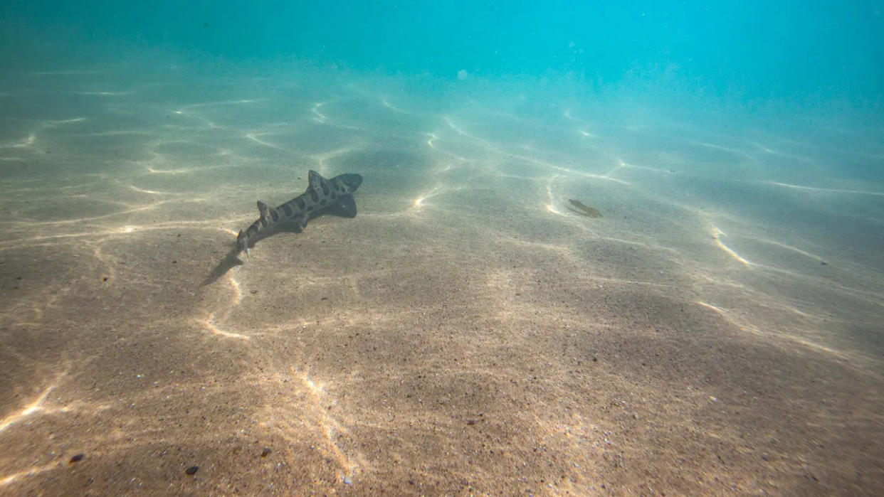 A shark swimming in the Pacific Ocean