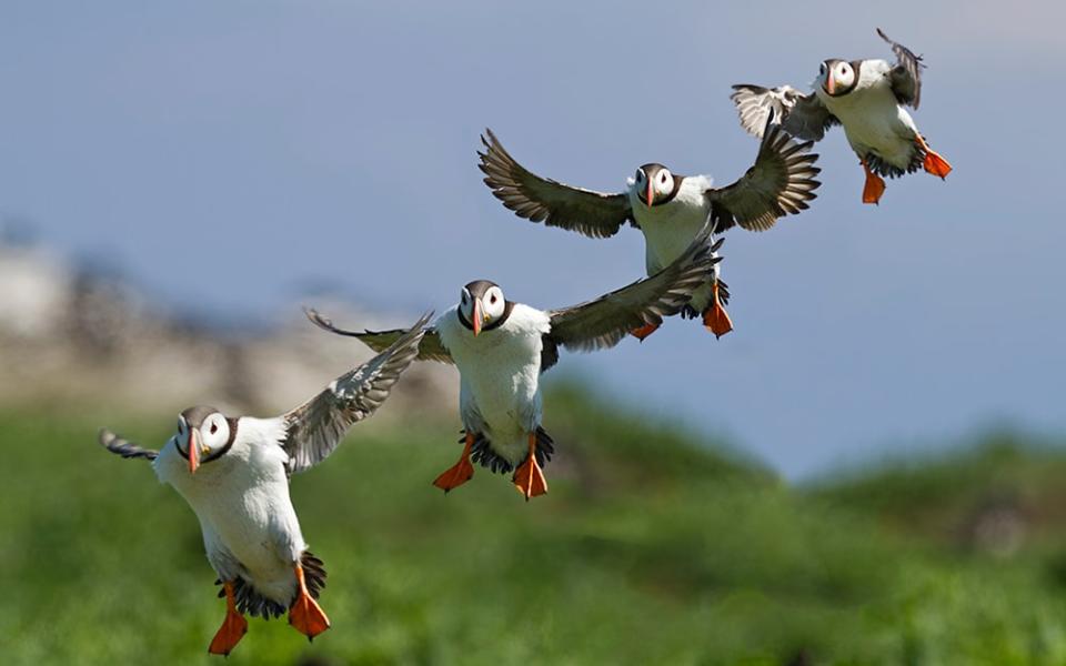 Skomer, Pembrokeshire