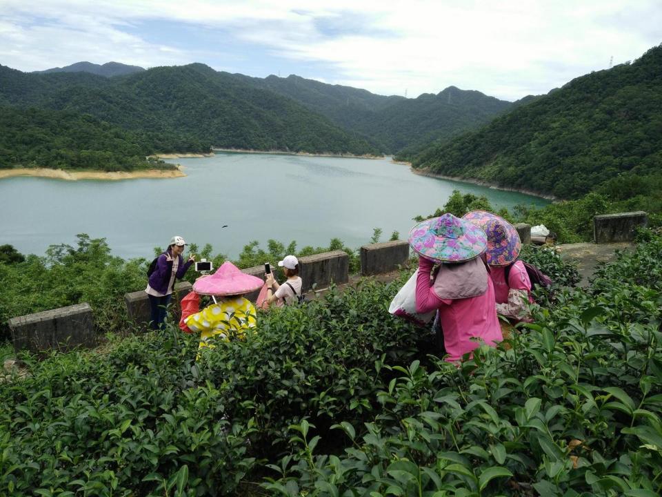 ▲翡翠茶園位於新北市石碇區千島湖附近，除擁有得天獨厚湖畔美景，茶園生態也因沒有農藥而顯得生機盎然。（圖／新北市政府農業局提供）