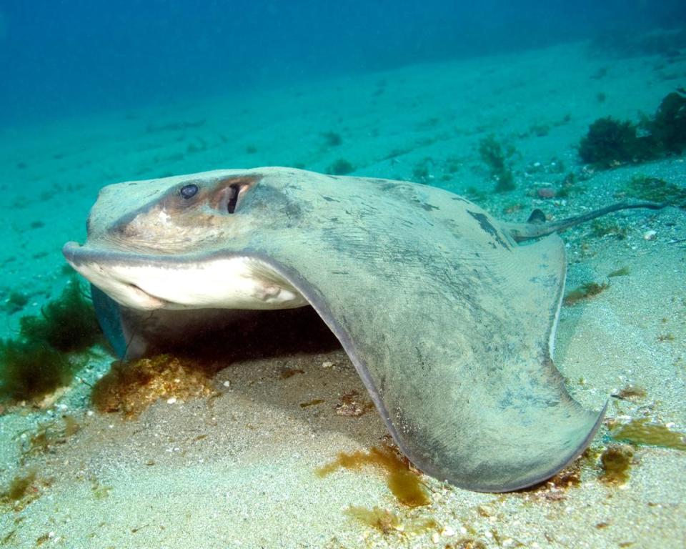 A large bat ray at a reef at Catalina Island in California.