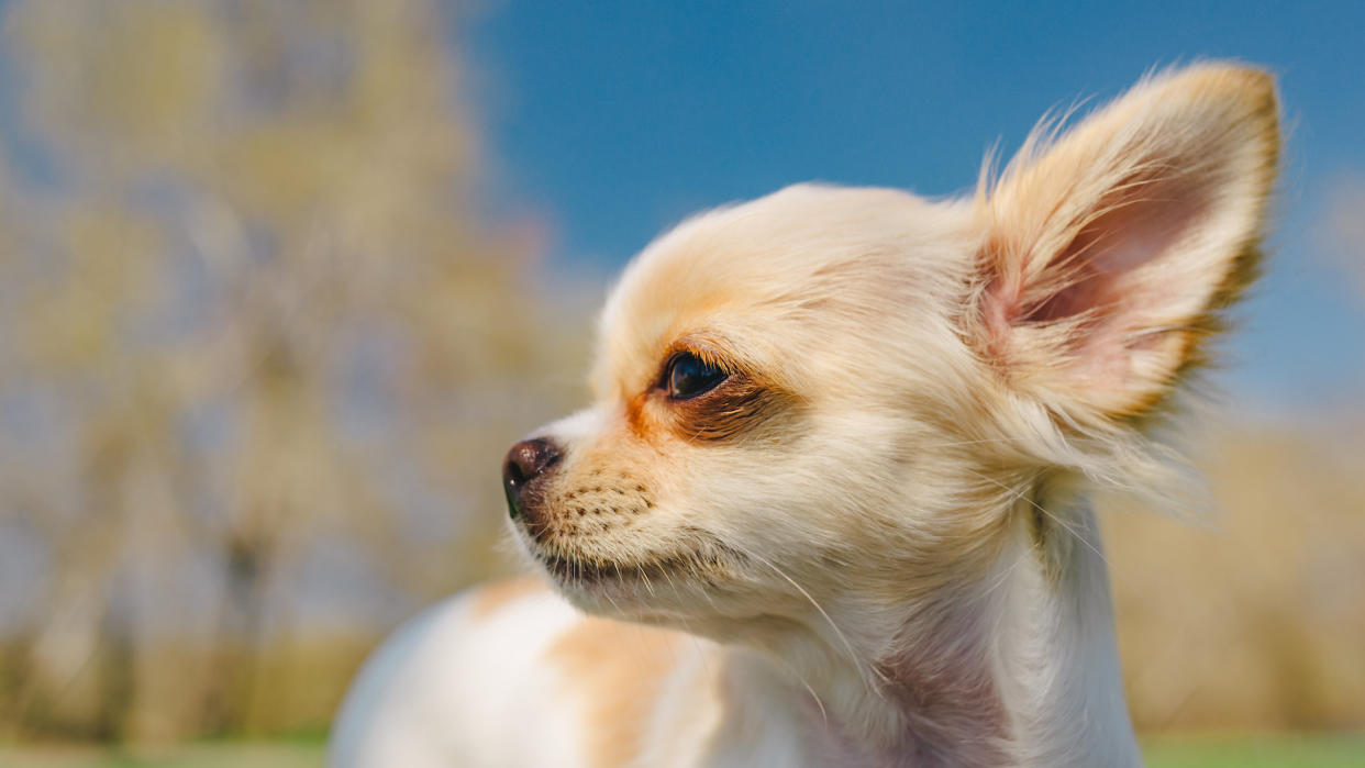 Chihuahua with apple-head shape