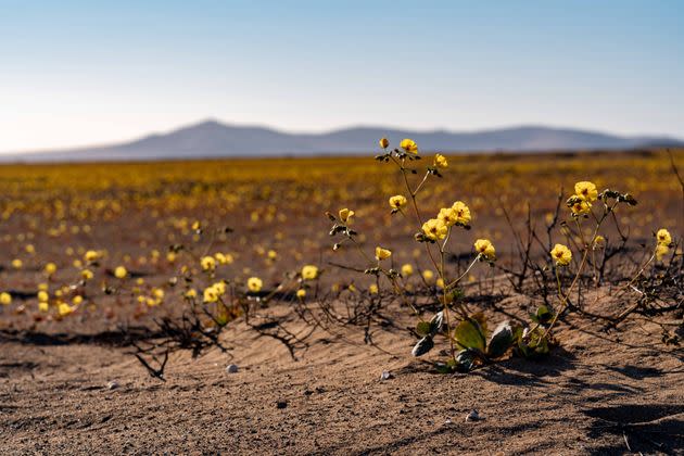 Flowers bloom in the Atacama desert on Oct. 20 in Copiapo, Chile. Despite being in one of the world's driest regions, hundreds of desert flowers sprout in the Atacama desert. (Photo: Getty Images via Getty Images)