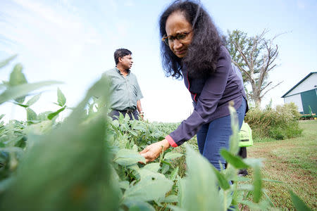 A buyer from Sri Lanka examining soy beans at the Pioneer-DuPont Seed facility in Addieville, Illinois U.S., September 19, 2018. Picture taken September 19, 2018. REUTERS/Lawrence Bryant