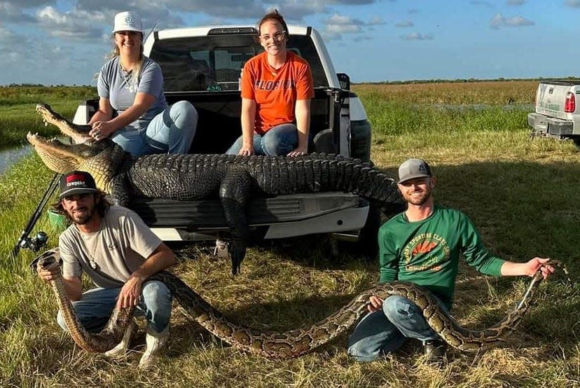 Kaylee Stillwaggon of Vero Beach, upper left, Carlee Strickland, upper right, Chuckie Burgess, lower left, and Jay Strickland, lower right, found a 12-foot long male Burmese python on Oct. 30, 2023 at T.M. Goodwin wildlife management area while hunting alligators.