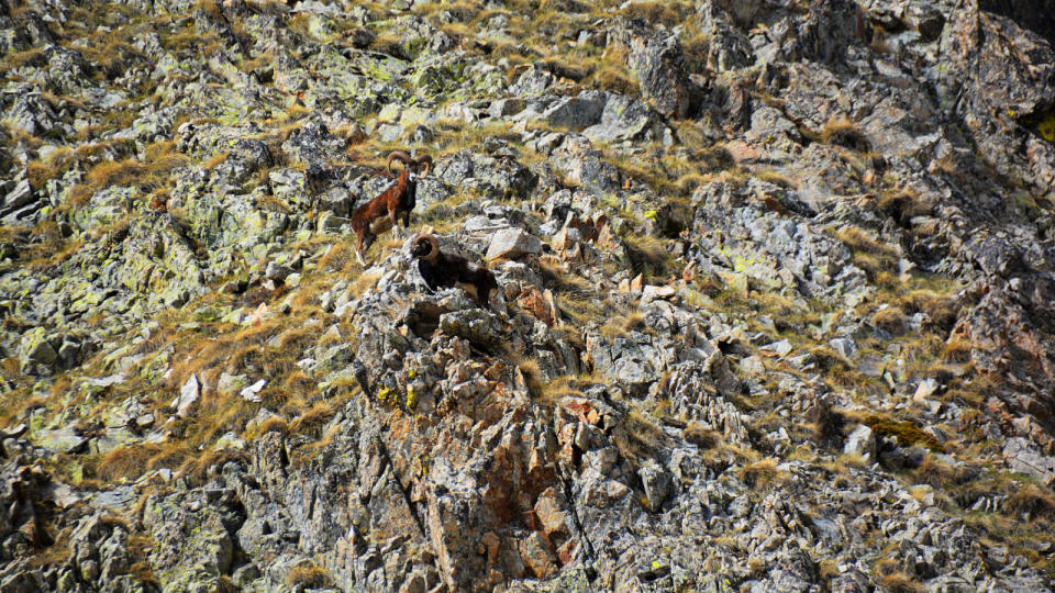 2 mountain goats are nearly invisible as they stand on a mountain side.