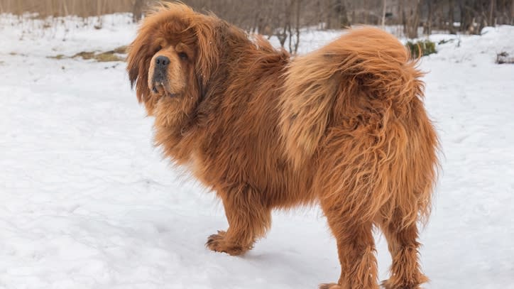 32 of the best outdoor dog breeds