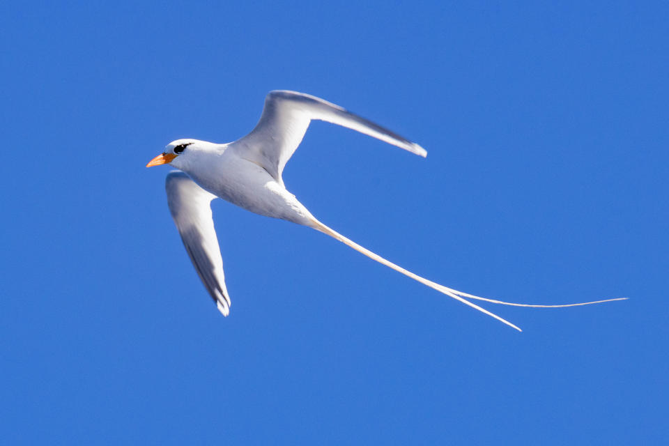 White-tailed tropic bird