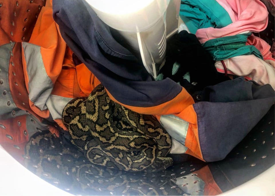 A woman in Buderim, on the Sunshine Coast, received ‘the fright of her life’ when she went to do the laundry. Source: The Snake Catcher 24/7 – Sunshine Coast