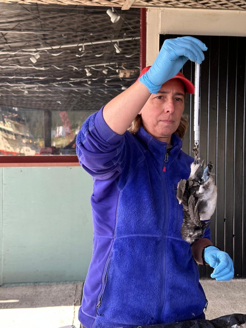 Wildlife biologist Sabina Wilhelm weighs and measures puffin chicks, or pufflings, who were found dead in their nests, having starved to death because capelin, their main food source, was not available this summer. Many of those gathered for testing were less than half their normal size.