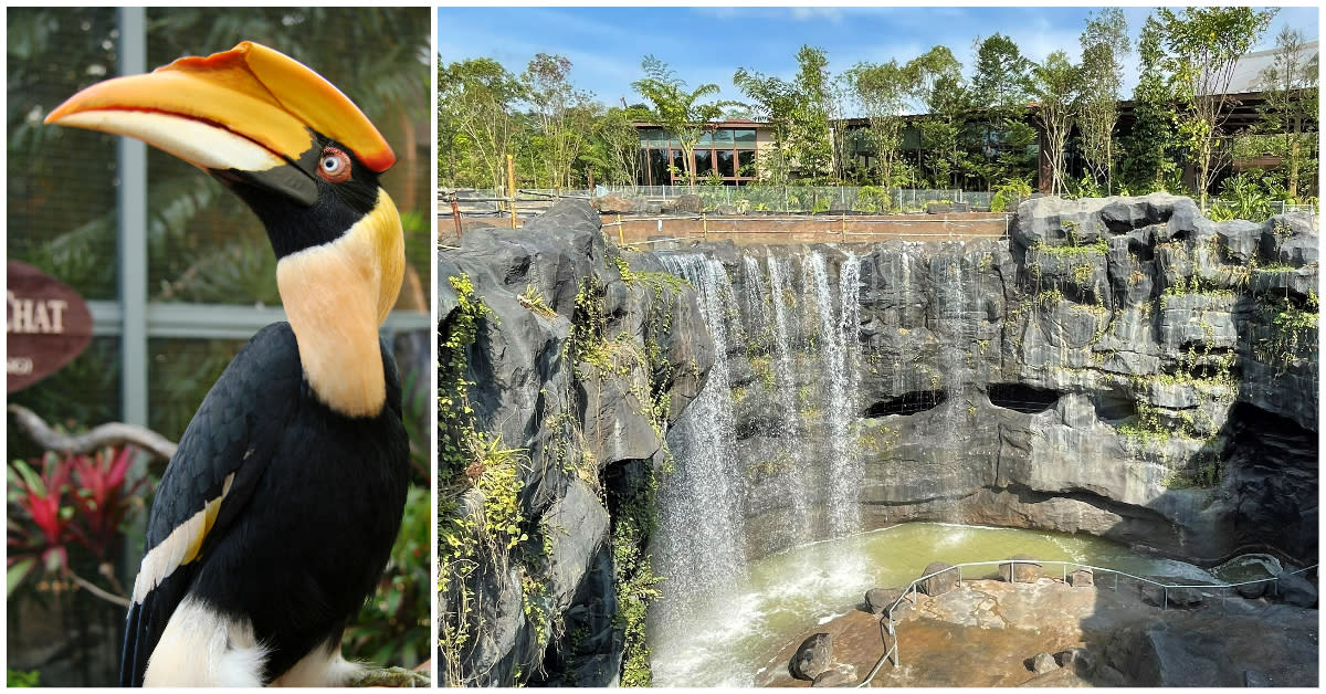 The upcoming Bird Paradise will feature a cascading waterfall (right) where visitors can enjoy recreation activities, and will also have the world’s largest living genetic reserve of hornbills (left) under human care, with over 20 species. (PHOTOS: Getty Images/Mandai Wildlife Group)