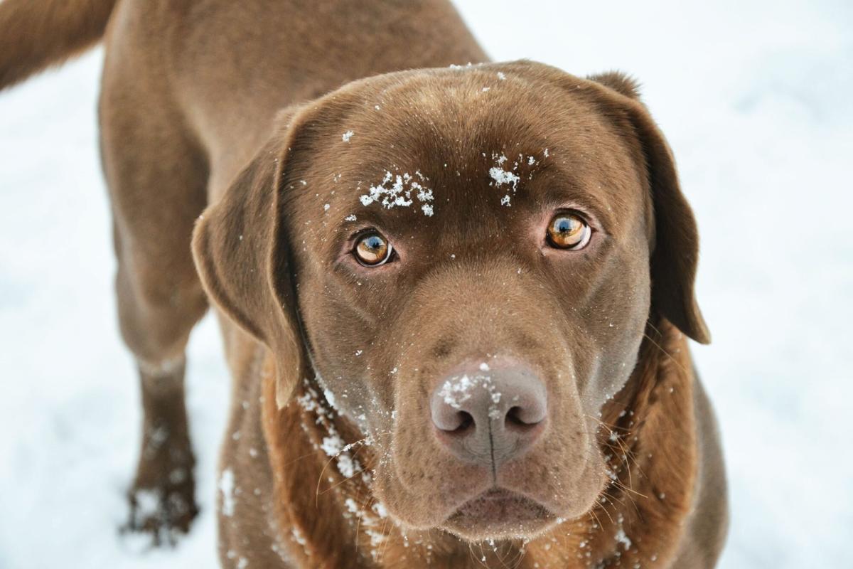 CAUGHT ON CAMERA: Dog rescued by 2 skiers after avalanche in Colorado