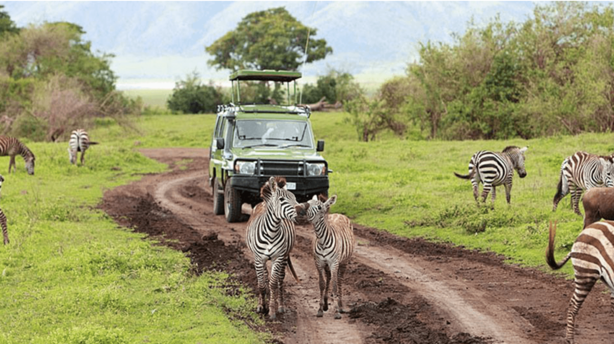 Safari tour in Rwanda gets you up close and person with wildlife.